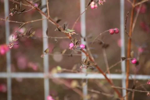 Coralberry Stock Photos