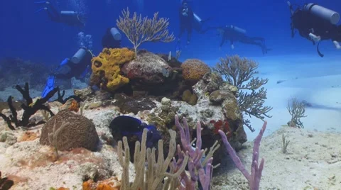 Coral,fish and divers Vidéo 7139047