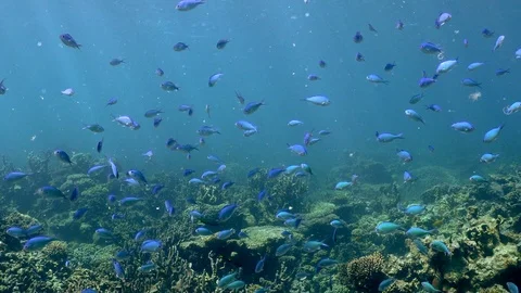 CoralFish1 스톡 동영상 99843971