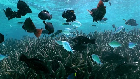 CoralFish2 스톡 동영상 99844012