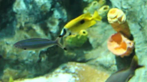 Corall fishes Stock Footage 12715952