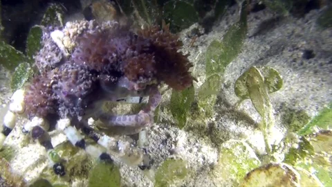 Corallimorph decorator crab in the night Lembeh strait Indonesia Vidéo 78974636