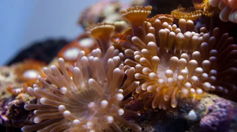 Corallimorph Ricordea florida Timelapse Stock Footage 66395089