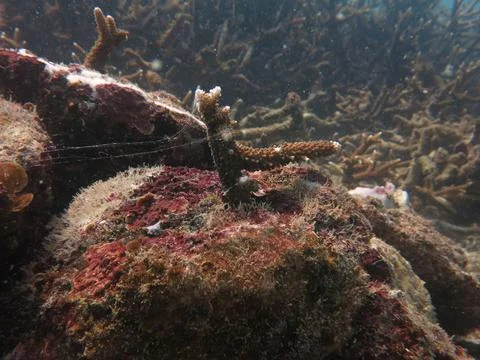 The coralline algae attached on rock at sea bottom Stock Photos