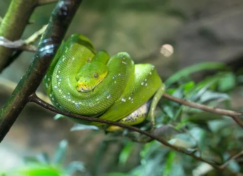 Corallus caninus emerald boa rolled up on a branch Stock Photos