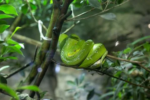 Corallus caninus emerald boa rolled up on a branch Stock Photos