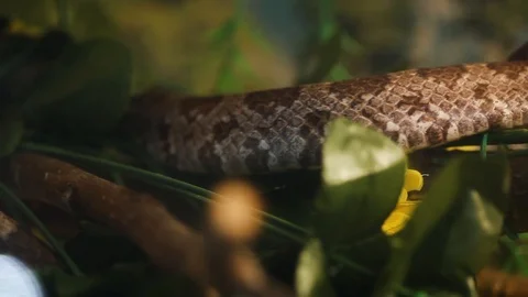 Corallus Hortulanus Stock Footage 97976031