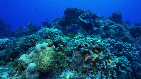 Coralreef Stock Footage 80645745