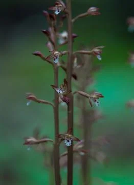 Coralroot 스톡 사진