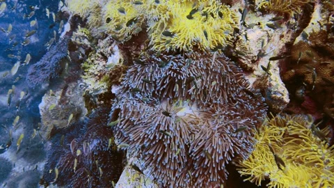 Corals and anemone fish in blue ocean Stock Footage 258653684