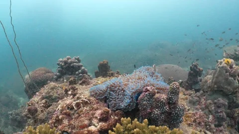 Corals and anemone Stock Footage 282524349