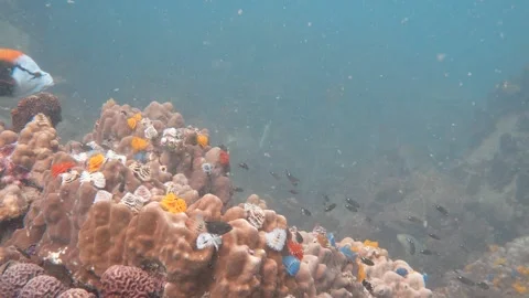 Corals and bad visibility Stock Footage 283276504