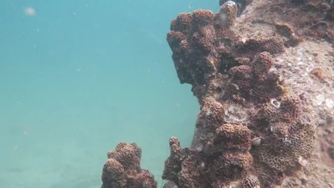 Corals and bad visibility Stock Footage 283276906