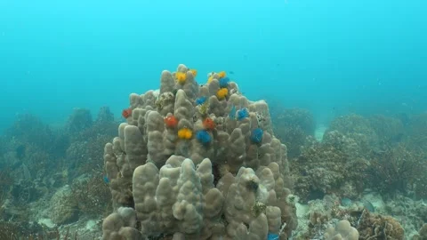 Corals and Christamas Tree Worms - close up Stock Footage 282524982