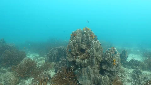 Corals and Christmas Tree Worms Stock Footage 282525004