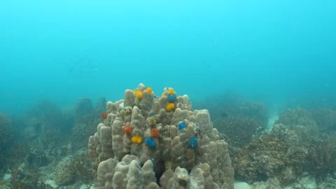 Corals and Christmas Tree Worms Stock Footage 282525007