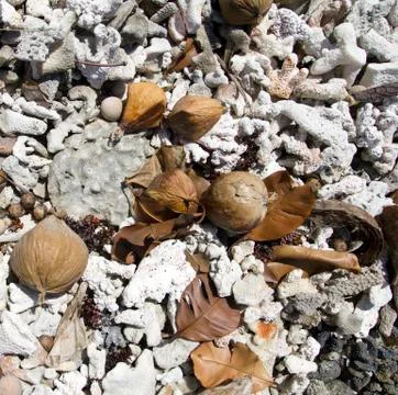 Corals and coconut Stock Photos