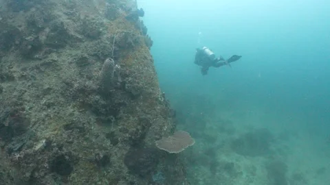 Corals and diver Stock Footage 282524286