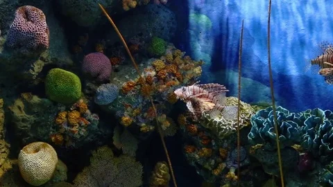 Corals and exotic marine fish. Stock Footage 84100545