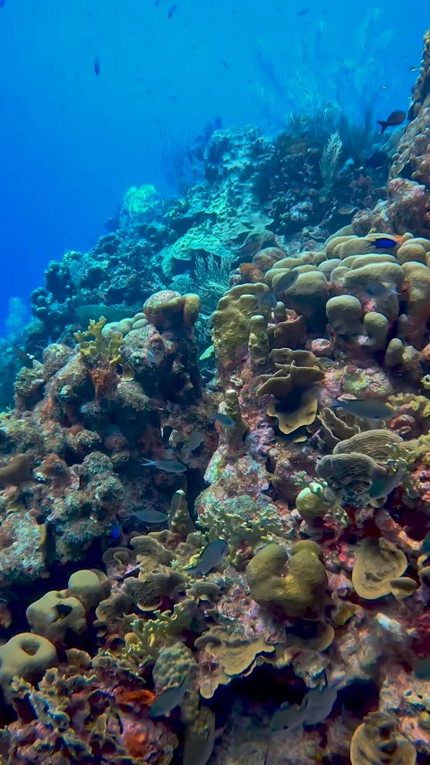 Corals and fish in the caribbean Stock Footage 228238865