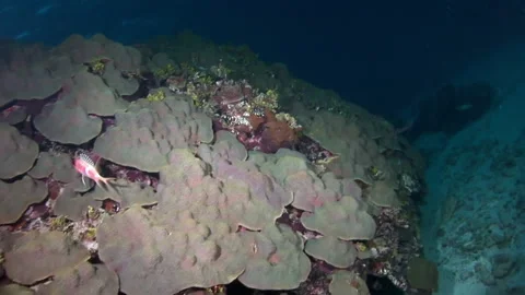 Corals and fish create an incredible spectacle underwater. Stock Footage 235652844