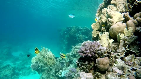 The corals and fish. Diving, Aqua Animal, Snorkeling, Stock Footage 61404433