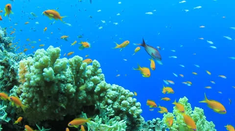 Corals and Fish Video stock 22694525