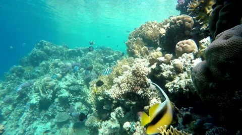 The corals and fish. Stock Footage 60704663