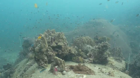 Corals and fish Stock Footage 282524493