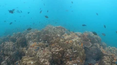Corals and fish Stock Footage 282525036