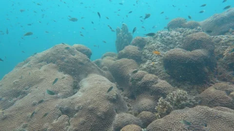 Corals and fish Stock Footage 283277129