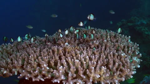 Corals and fish found on submerged of Bali terrain offer captivating sight. Stock Footage 244515605