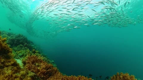 Corals and fish scene underwater world. Stock Footage 267682693
