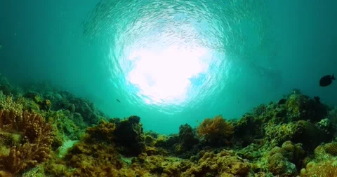 Corals and fish scene underwater world. Stock Footage 312020771