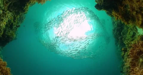 Corals and fish scene underwater world. Stock Footage 314668475
