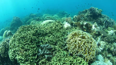 Corals and Fish Thrive on a Remote Tropical Island in the Banda Sea Stock Footage 320310957