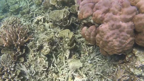 Corals and little fish Stock Footage 99162762