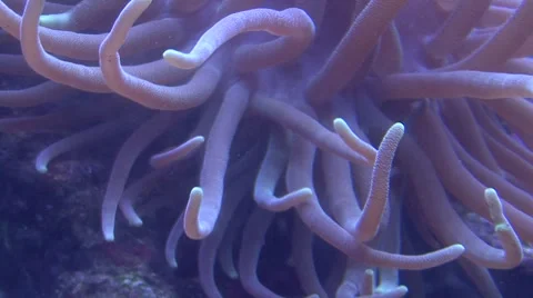 Corals and ocean Stock Footage 908870