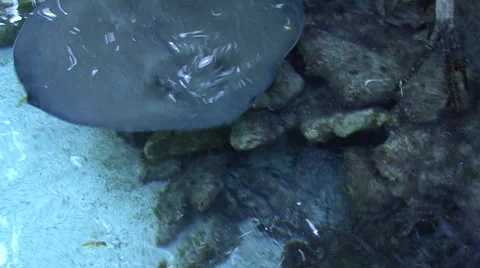 Corals and ocean Stock Footage 908911