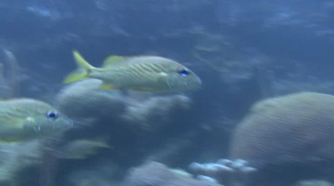 Corals and ocean Stock Footage 908926