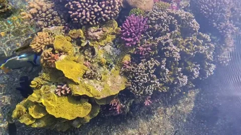 Corals and other animals 스톡 동영상 219805812
