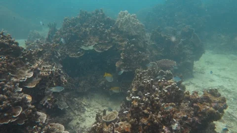 Corals and rabbit fish Stock Footage 283276351