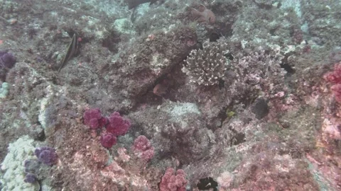 Corals and Reef Fish Video stock 149632157