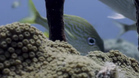Corals and reef fish pull focus. Stock Footage 255988500