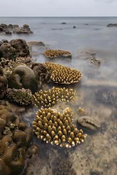 Corals and reef at the sea surface during low tide Stock Photos