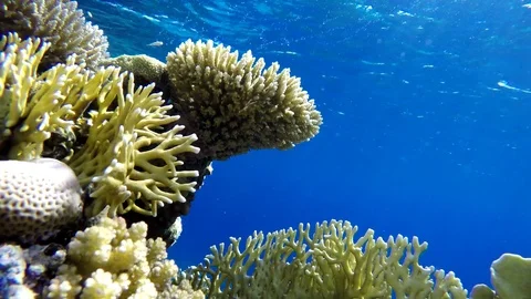 The corals and tropical fish Stock Footage 74167274