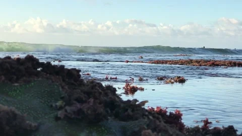 Corals and waves 2 Stock-Footage 138651374