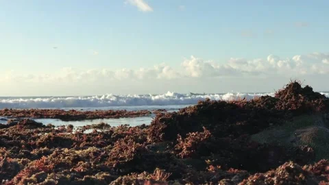 Corals and waves Stock-Footage 138651397