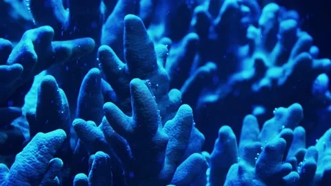 Corals in an aquarium Stock Footage 233461837