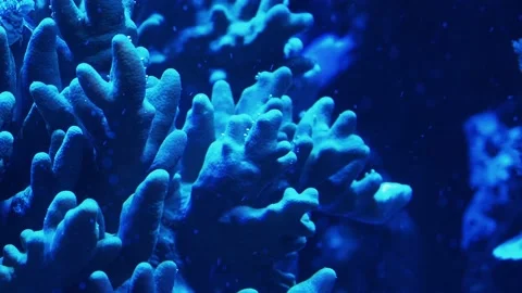 Corals in an aquarium Stock Footage 233462042